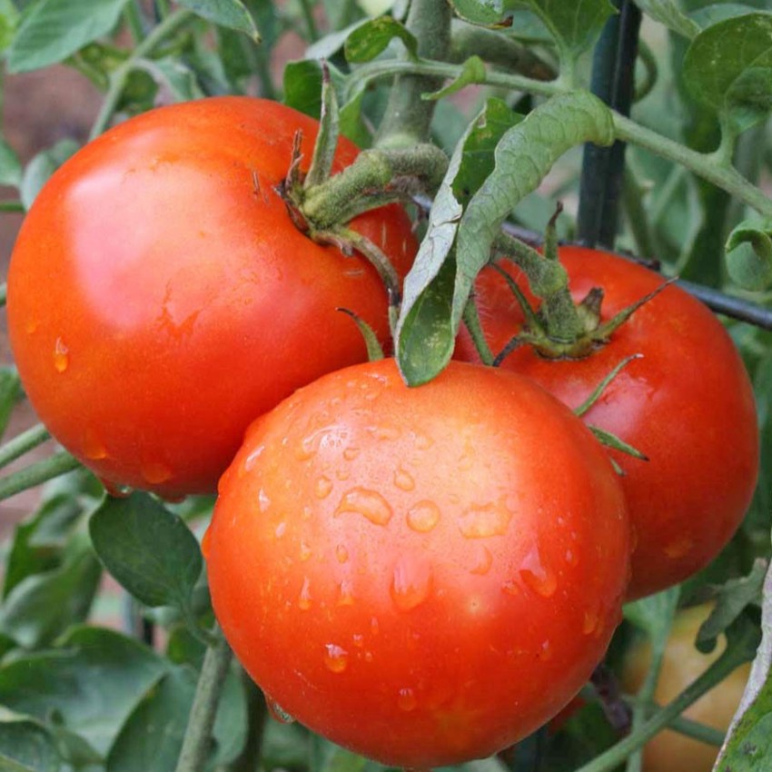 Какую температуру выдерживают помидоры
