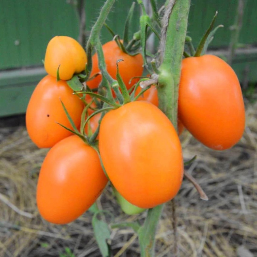 Гибриды томатов для открытого грунта. Томат Авюри оранжевый. Полудетерминантный сорт помидор гибрид. Томат Чухлома и Хохлома. Томаты сливовидные оранжевые.